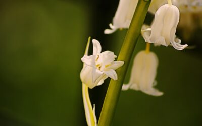 FERMETURE EXCEPTIONNELLE