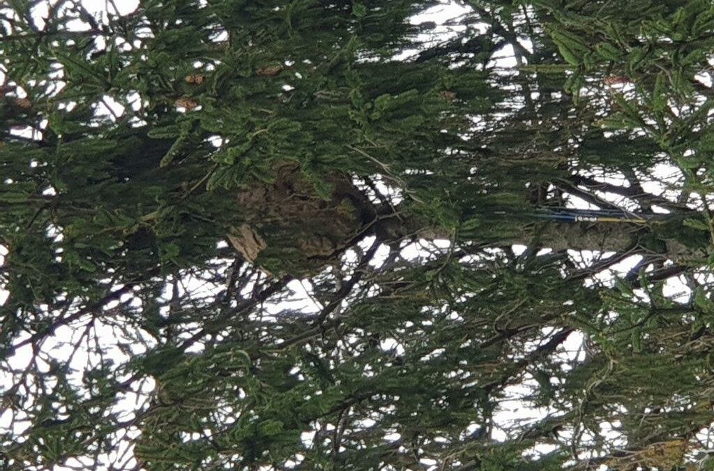 Nids de frelons asiatiques