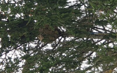 Nids de frelons asiatiques