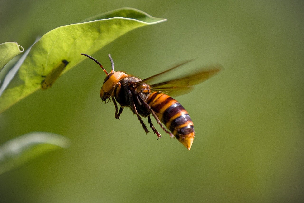 asian-giant-hornet-8335577_1280